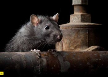 Торонто – город крыс. Вы не знали?